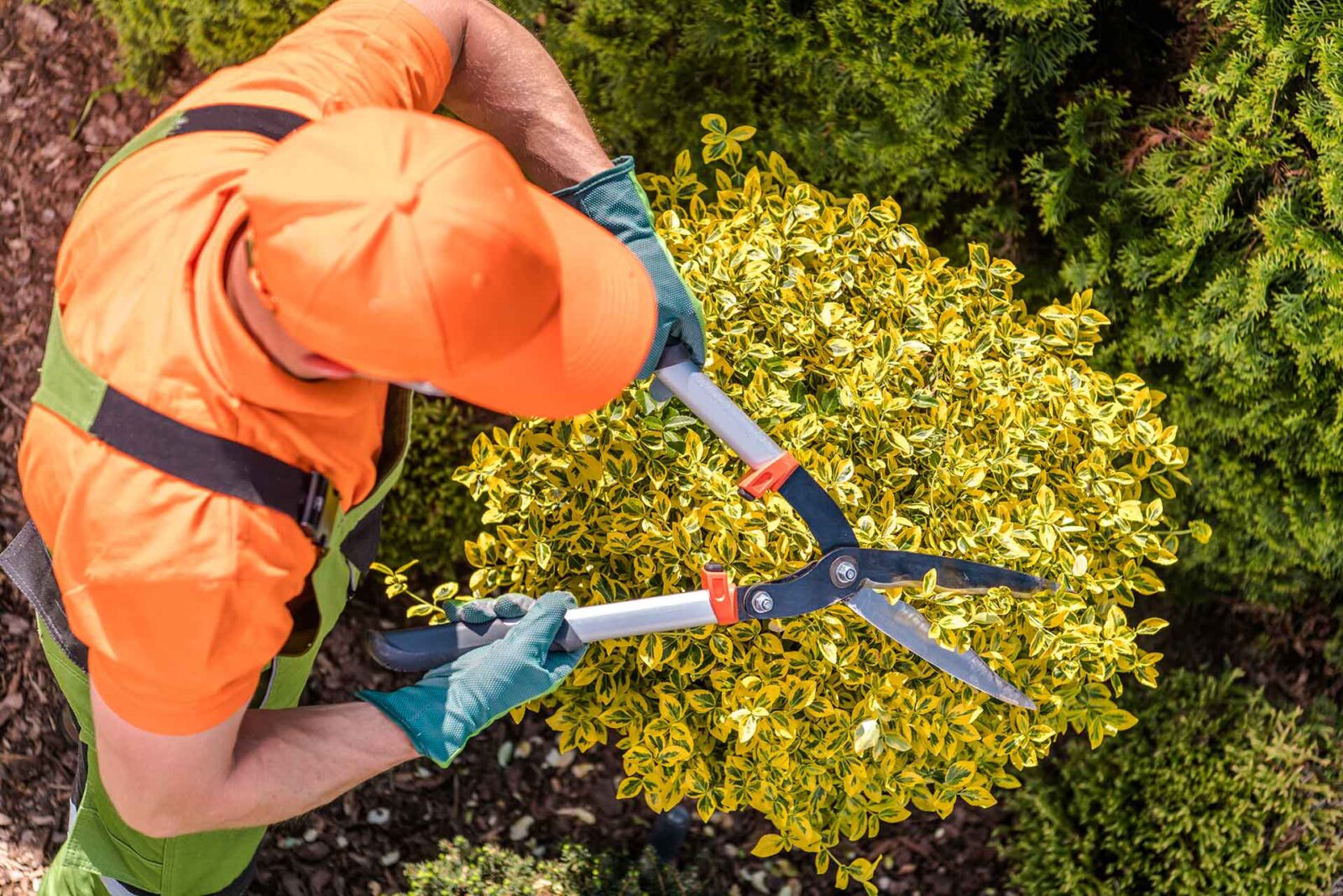 Shaping hedge trimming using shears