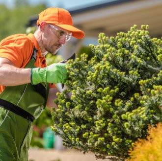 hedge being trimmed