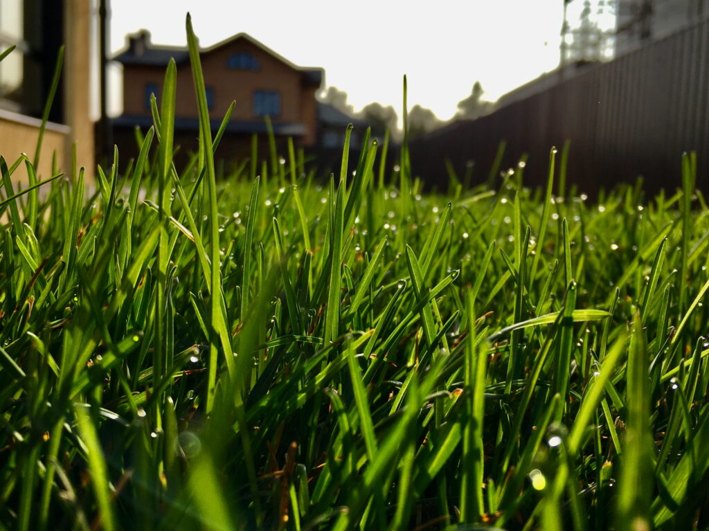 lawn seeding, turf installation